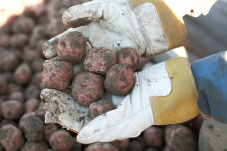 Ringerikspoteter. Foto: KSL Matmerk