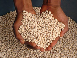 Cowpea seeds. Photo: IITA