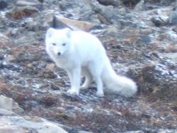 Arctic fox. Foto: Magnus Bredeli-Tveiten