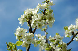 Fruktblomstring. Foto: LMD