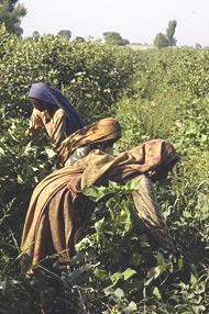Bioenergi: Jordbruksarbeidere i uland. Foto: FAO
