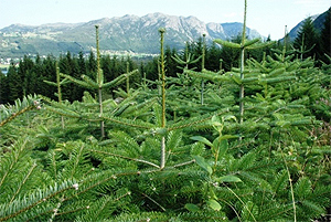 Skog: Juletre plantefelt