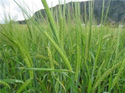 Jordbruk: Kornåker. Foto: LMD