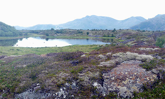 Kystlynghei i Holandsosen neturreservat, Vega.