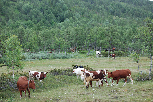 Kulturlandskap: Seterdalene i Budal i Gauldal kommune i Sør-Trøndelag. Foto: Fylkesmannen i Sør-Trøndelag.