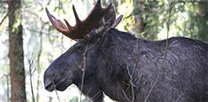 Næringsutvikling: Elg. Foto: Norsk Elgsenter