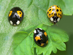 Plantehelse: Harlekinmarihøna har sin opprinnelse i Øst-Asia og betegnes som en invaderende fremmed art i Norge og Europa.