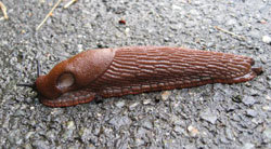 Planter: Iberiaskogsnegl. Foto: LMD