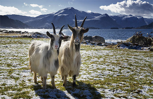 Genressursar: Kystgeit