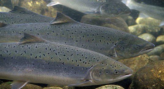 Næringsutvikling: Laks