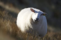 Dyr: Sau. Foto: Roy Mangersnes, Samfoto