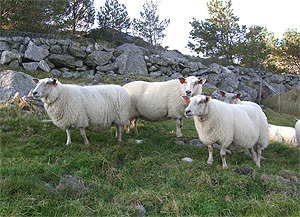 Dyr: Rygjasauen har blankt og glansfullt hårlag på neseryggen, mens nesebor og klauver er svarte. Foto: Anna Rehnberg, Skog og landskap