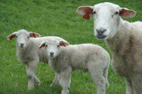 Dyr: Sau med lam på beite. Foto: LMD