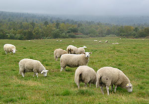 Dyrevelferd: Sauer på beite.