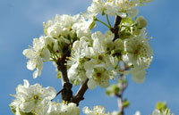 Genressurser: Plommeblomst. Foto: LMD