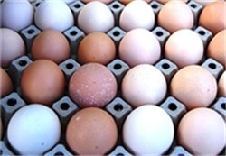 Egg. Foto: LMD