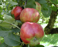 Økologisk: Eple på grein. Foto: LMD