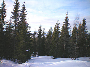 Slik kan det se ut når skogen får gro igjen. Foto: LMD