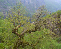 Skog: Lind. Foto: Åsmund Asdal, Skog og landskap