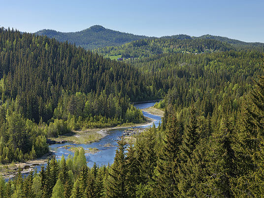 Skog