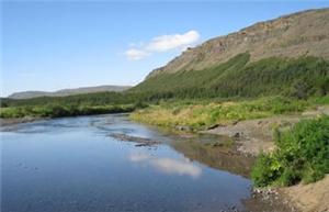 Skog bidrar til rent vann. Fra Selfoss i Island.