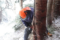 Skogbruk: Skogsarbeider. Foto: Kari Hesselberg