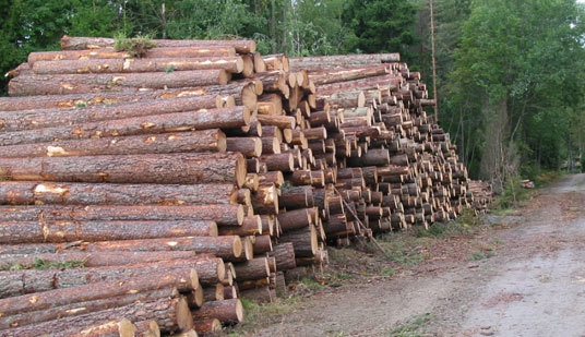 Tømmer. Foto: LMD