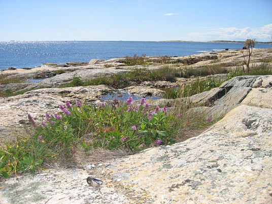 Landfasten, Ytre Hvaler nasjonalpark. Foto: Fylkesmannen i Østfold.