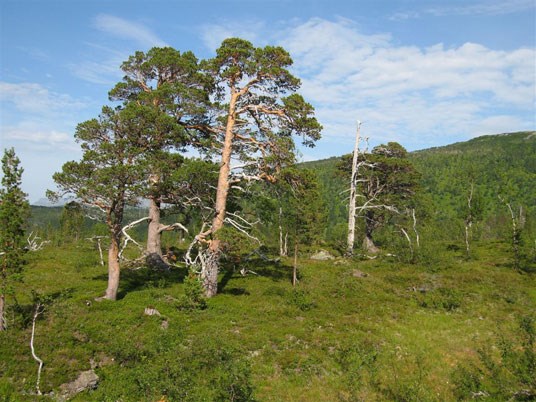 Fra Langvassdalen-Ruffedalen naturreservat. En av disse furuene ble målt til å være omtrent 500 år. Foto: Jon T. Klepsland.