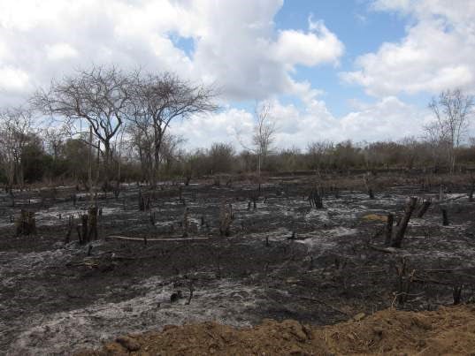 Svedjebruk er en av driverne bak avskoging av tropisk tørrskog i Tanzania. Foto: Miljøverndepartementet