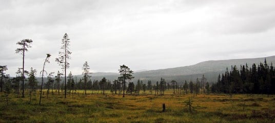 Mosaikk av skog og myr i Fuggdalen naturreservat. Foto: Tom Hellik Hofton.
