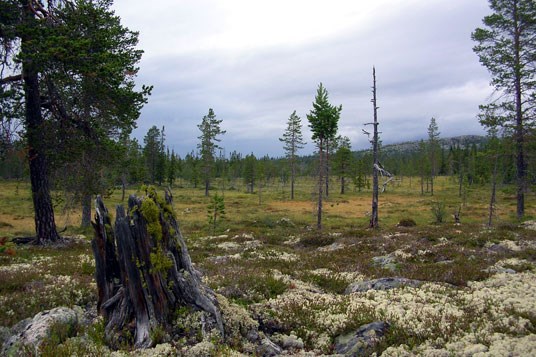 Fra Fuggdalen naturreservat. På stubben i forgrunnen vokser den truede arten ulvelav. Foto: Tom Hellik Hofton.