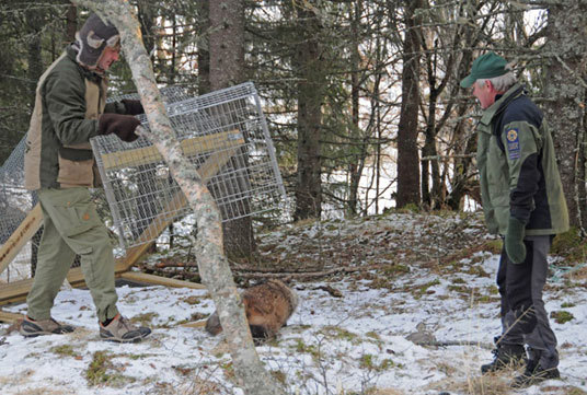 Miljø- og utviklingsminister Erik Solheim slapp i dag ut en radiomerket Mårhund. Foto: Jostein Sandvik.