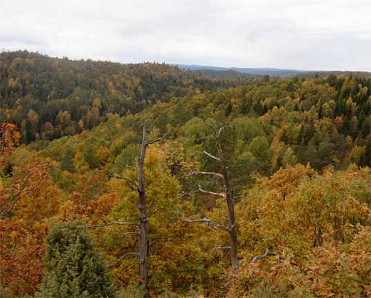 Urdalen naturreservat har stort innslag av verneverdig eikeskog. Fotograf: Arne Heggland.