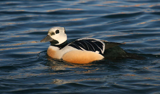Den truede stelleranda blir spesielt prioritert i den norsk-russiske miljøarbeidet de kommende årene. Foto: Morten Ekker.