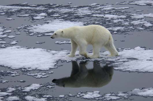 Bilde av isbjørn Foto Scanpix