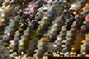 OSCE Arms Control (c) OSCE - Alex Nitzsche