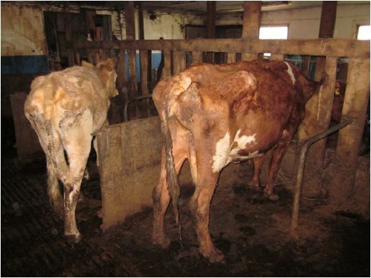 Det er dessverre ikke alle dyr som får det stell og tilsyn de skal ha. Mattilsynet arbeider både for å forhindre at vanskjøtsel skjer, og for å hjelpe dyr som lider. 