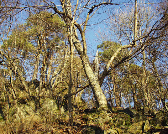 Reieråsen, Jeløy i Moss. Foto: Gunnar Bjar.