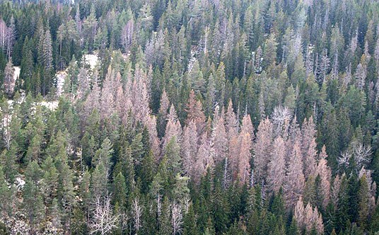 Barkbilleskadet skog tatt med GPS-kamera fra fly