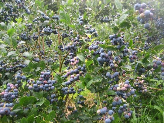 Arbeidet med å legge til rette for nye bærproduksjoner startet på Agder for over 20 år siden, høybuska blåbær var en av artene som var med i satsinga.  Det er først de siste årene at interessen i markedet har «tatt av», et marked som i all hovedsak er dekket av import. 
