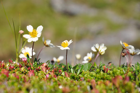 Reinrose. Foto: Marianne Gjørv.