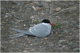 Rødnebbterne. Foto: Reidar Hindrum.