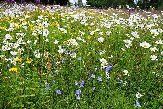 Blomstereng på Beitlandet i Stjørdal