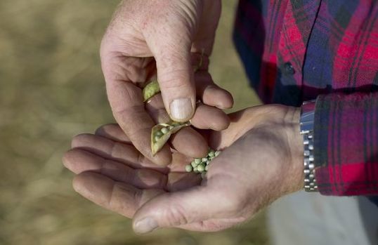 Ringeriksserter har beskyttet opprinnelsesbetegnelse betegnelse