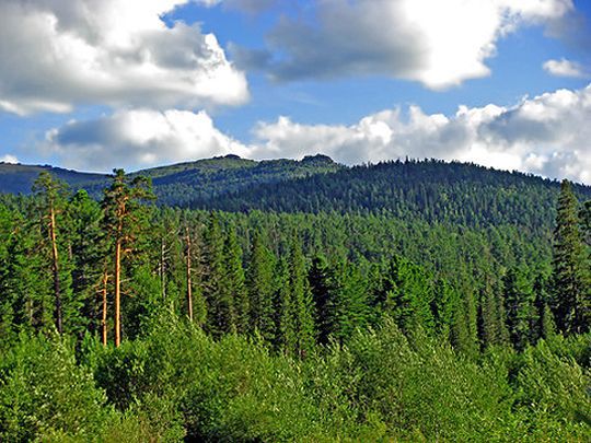 Skog