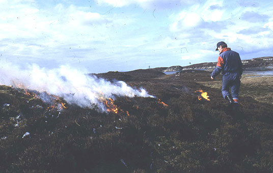 Brenningtarva