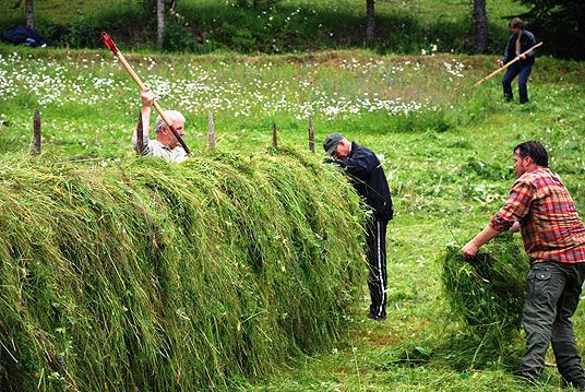 Hesja er snart full. Slåttedag på Beitlandet i Stjørdal.