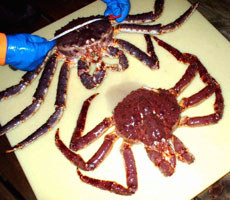 Kongekrabbe