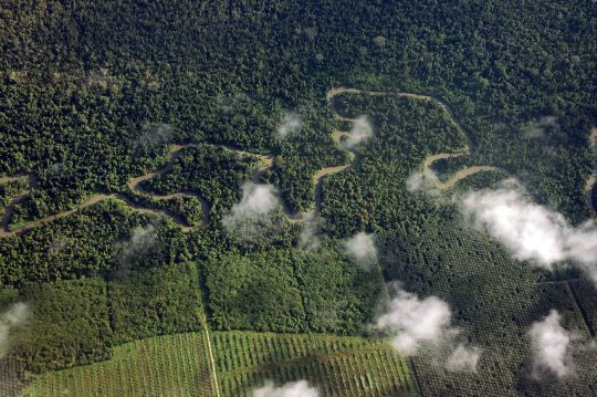 Regnskog i Papua, foto: Elisabeth Brinch Sand, Miljøverndepartementet
